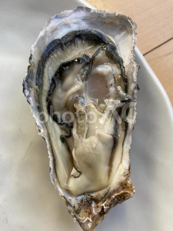 剥きたての牡蠣 美味しそう,魚介類,食材の写真素材