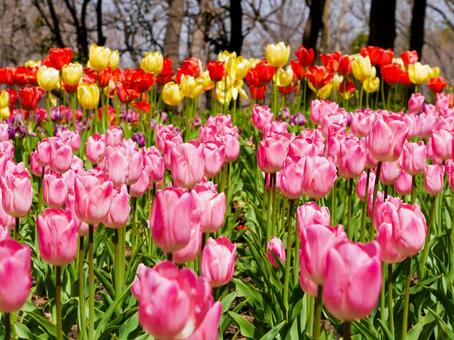 早咲きチューリップの写真