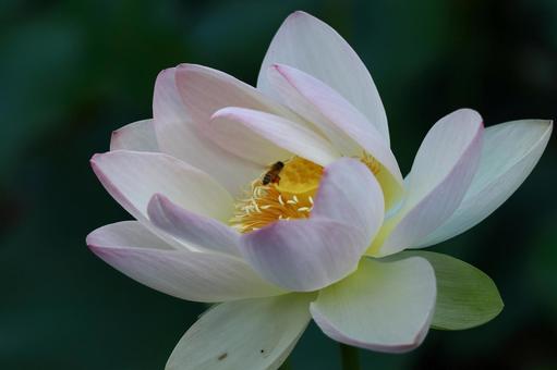 神聖な花 神聖な花 ハス,花,ハス科の植物の写真素材