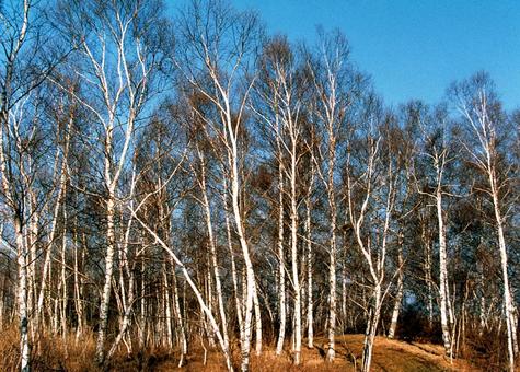 Photo, autumn, white birch, autumn sky, 