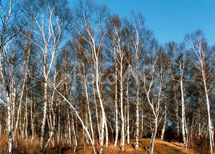 晩秋の白樺林 秋,白樺,秋空の写真素材