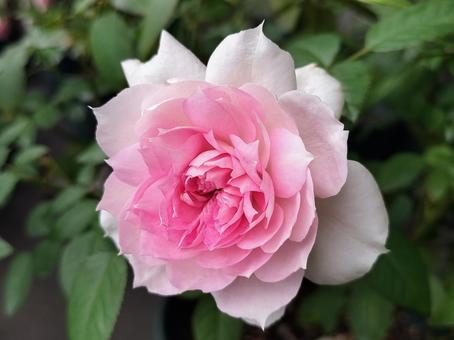 ベランダのバラ・シャリマー 薔薇,バラ,シャリマーの写真素材