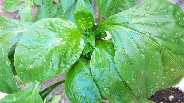ピーマンの葉 ピーマンの葉 葉,ピーマン,野菜の写真素材