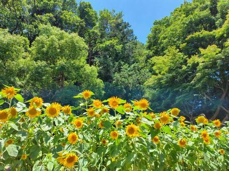 向日葵畑 向日葵畑 ひまわり,自然,山の写真素材