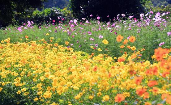 コスモス畑・秘密の花園/とっとり花回廊 コスモス畑・秘密の花園/とっとり花回廊 秋桜,コスモス畑,秋の写真素材
