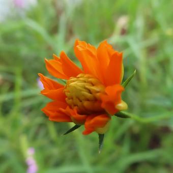 キバナコスモス キバナコスモス,花,花びらの写真素材