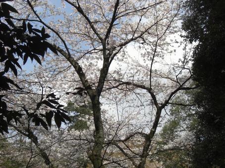 清水公園の桜-47 清水公園の桜-47 清水公園,千葉県野田市,桜の木の写真素材
