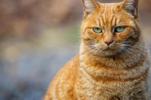 猫(279) 猫,食肉目,ネコ科の写真素材
