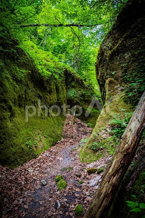 北海道　支笏湖　苔の回廊 北海道,hokkaido,支笏湖の写真素材