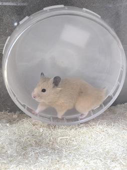 回し車の上で立ち止まるキンクマ キンクマ,ゴールデンハムスター,ペットの写真素材