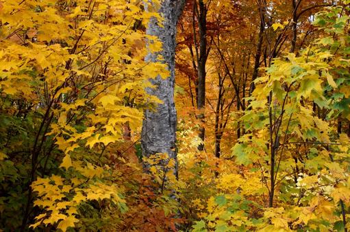 秋＿紅葉＿八甲田山１ 紅葉,黄色,山の写真素材