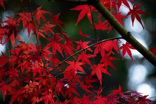 紅葉 植物,紅葉,もみじの写真素材
