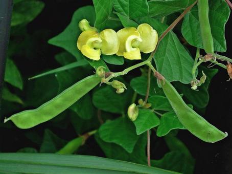 ノアズキの花と豆果 ノアズキの花と豆果の写真