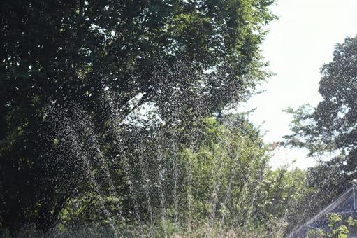 緑の木々の森と水しぶきのスプリンクラー 緑の木々の森と水しぶきのスプリンクラーの写真