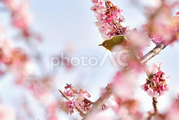 桜とメジロの春イメージ 07 小鳥,春,桜の写真素材