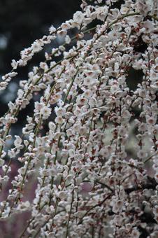 Photo, ume, flower, spring, 
