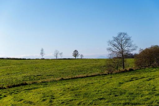 数本の裸木が立つ草原の丘 並木,草,樹木の写真素材