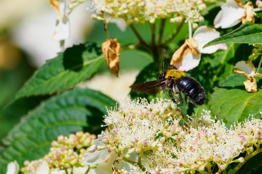 Photo, early summer, bear, honeybee family, 