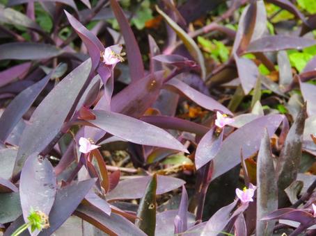 ムラサキゴテンの写真