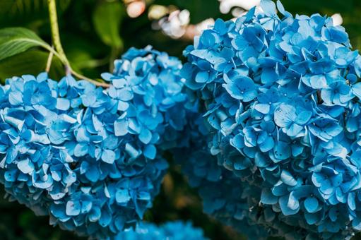 紫陽花 紫陽花の写真