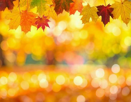 色鮮やかな紅葉のぼかし背景の写真