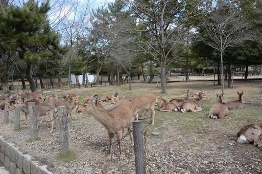 鹿 鹿の写真