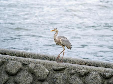水辺のアオサギ サギ,アオサギ,野鳥の写真素材