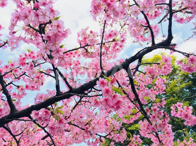 下から見た桃の花 桃の花,満開,花の写真素材