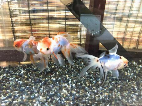自宅で飼育している金魚 自宅で飼育している金魚の写真