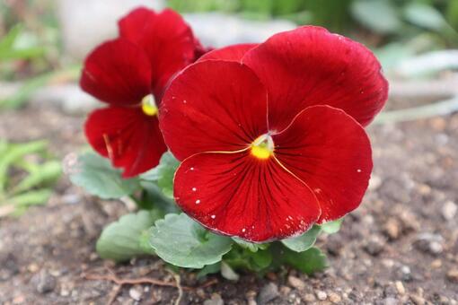 変化 パンジー,flower,自然の写真素材