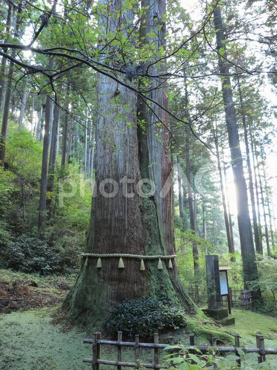 御岩神社　三本杉 アウトドア,ウォーキング,パワースポットの写真素材