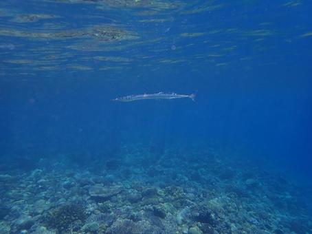 水面を泳ぐダツ 水面を泳ぐダツ 魚,海,自然の写真素材