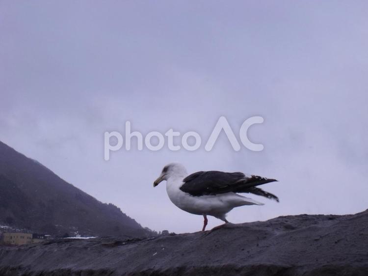 函館～入舟漁港のカモメ カモメ,動物,鳥の写真素材