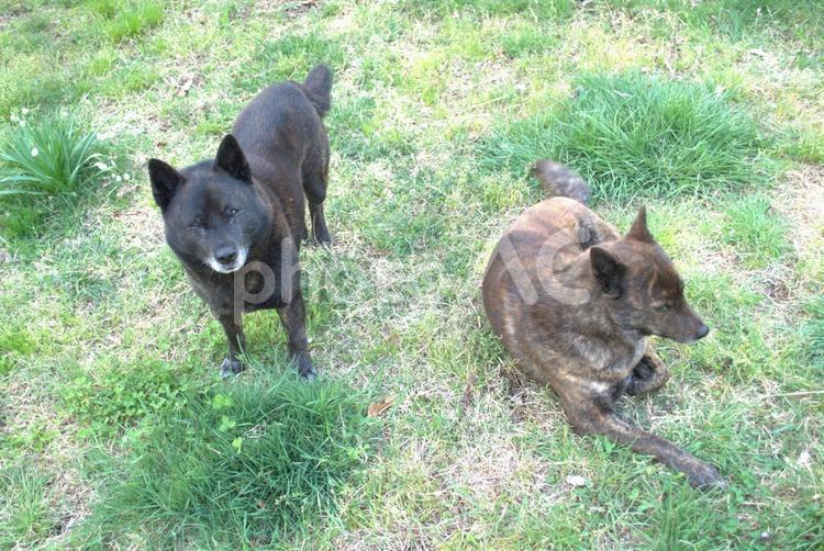 庭でリラックスしている２匹の甲斐犬 犬,かわいい,2匹の写真素材