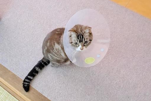 エリザベスカラーを着ける猫 上から エリザベスカラーを着ける猫 上からの写真