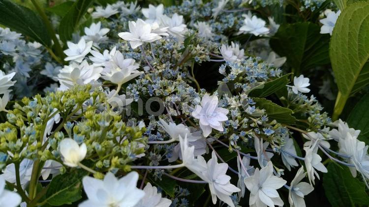 変わった花弁のアジサイ 自然,アジサイ,蕾の写真素材