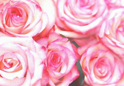 優雅に咲くピンクの花 華やかな女性らしさ ローズ,薔薇,ピンクの写真素材
