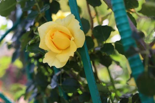バラ園にて黄色い薔薇を撮影しました バラ園にて黄色い薔薇を撮影しましたの写真