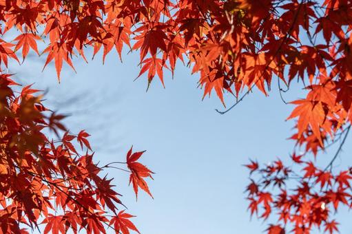 秋の気配・青空に映える紅葉したモミジ 秋の気配・青空に映える紅葉したモミジの写真