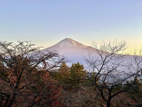 朝色に染まる富士山 富士山,自然,風景の写真素材
