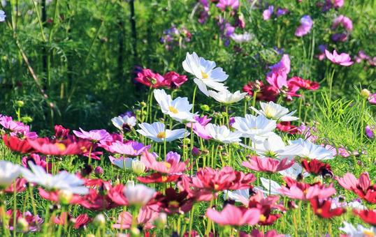 カラフルで鮮やかなコスモスの花 カラフルで鮮やかなコスモスの花 コスモス,秋,花の写真素材