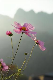 背景に合うコスモス 背景に合うコスモス コスモス,秋の花,花の写真素材