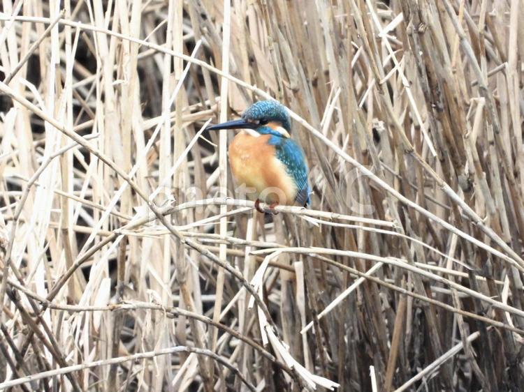 ヨシにとまるカワセミ 鳥,野鳥,カワセミの写真素材