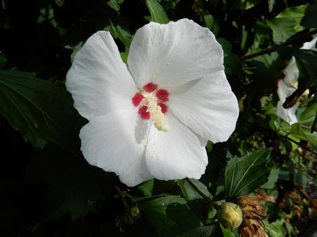 [Flower photo] White Rose of Sharon, JPG