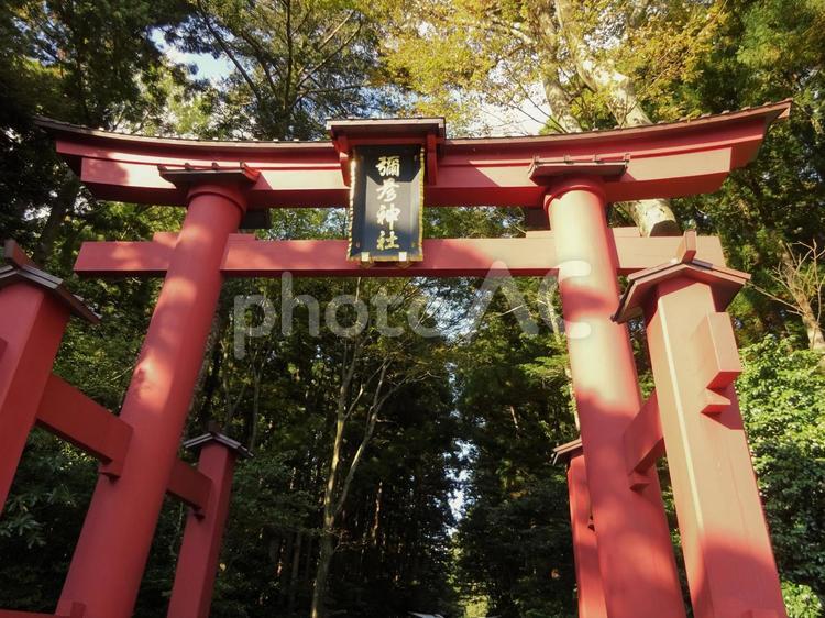 弥彦神社の鳥居を見上げる 弥彦,鳥居,神社の写真素材