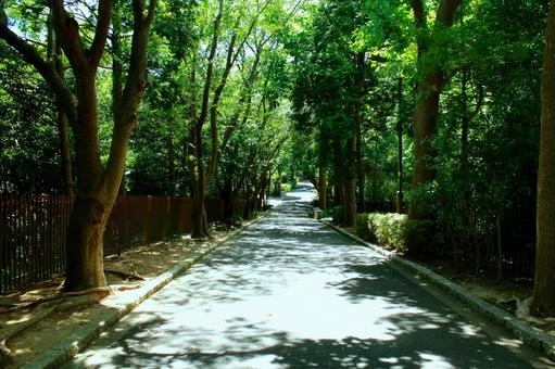 山の中の道 山の中の道 ウオーキング,自然,風景の写真素材