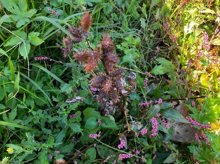 オナモミ3 草むら,屋外,自然の写真素材