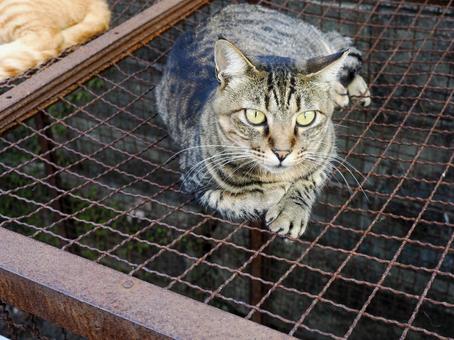 野良猫のいる風景 野良猫のいる風景 ノラネコ,野良猫,ネコの写真素材