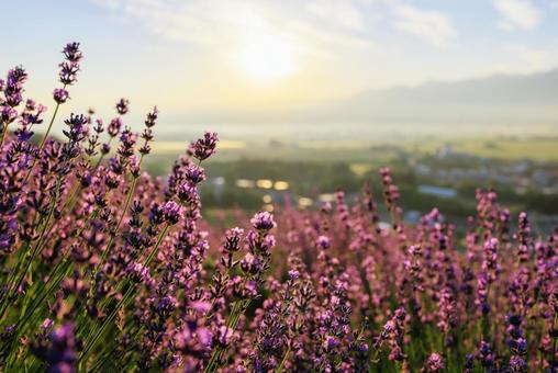 Lavender field early in the morning, JPG Lavender field early in the morning, JPG