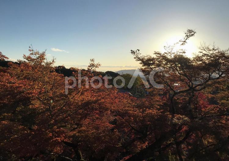 秋の風景 夕日,日差し,自然の写真素材